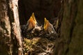 Hungry chicks, baby birds with open yellow beaks in a nest on tree in sunlight close-up Royalty Free Stock Photo